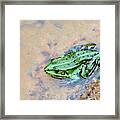Frog In A Pond Framed Print