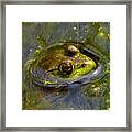 Frog In A Stream 003 Framed Print