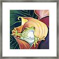 Frog In Gold Calla Lily Framed Print