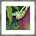 Frog In Tropical Pitcher Framed Print