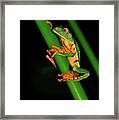 Frog Pole Vault Framed Print