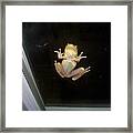 Frog Wants In Framed Print