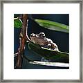 Frog With Twinkle In Eye Framed Print