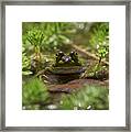 Froggy Framed Print
