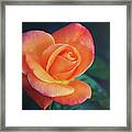 From My Rose Gardens Framed Print