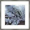 Frost Branches Framed Print