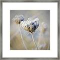 Frost Covered Queen Anne's Lace Framed Print