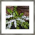 Frosted Dandelion Leaves Framed Print