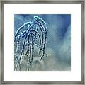 Frosted Grass Framed Print