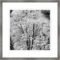 Frosted Tree Yosemite Valley Framed Print