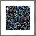 Frostings 4 Framed Print