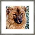 Frosty Dog Framed Print