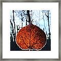 Frosty Leaf Series #1 Framed Print