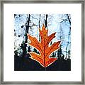 Frosty Leaf Series #3 Framed Print