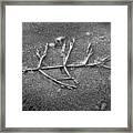 Frozen Leaf Framed Print