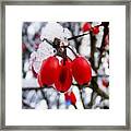 Frozen Red Berries Framed Print