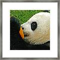 Frozen Treat For Mei Xiang The Giant Panda Framed Print