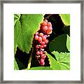 Fruit Of The Vine Framed Print