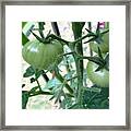 Fruit Or Veg Framed Print
