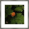 Fruits Of The Forest Framed Print