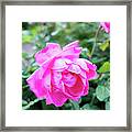 Fuchsia Roses Framed Print