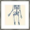 Full Body Skeleton - Vintage Anatomy Poster Framed Print
