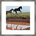 Fun In The Rockies- Wild Horse Foals Framed Print