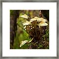 Fungal Blooms Framed Print