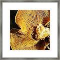 Fungus Framed Print