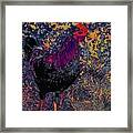 Funky Rooster No 5 Framed Print