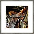 Funky Western Saddle Brown Horse Framed Print