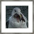 Funny Seagull With Starfish Framed Print