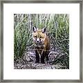 Furry Friend Framed Print