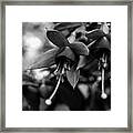 Fuchsia, Black And White Framed Print