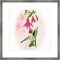 Fuschia Hummingbird Vignette Framed Print