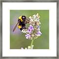 Fuzzy Bee Framed Print
