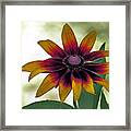 Gaillardia Framed Print