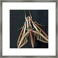 Gallium Sphinx Moth Framed Print