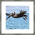 Galveston Brown Pelicans Framed Print