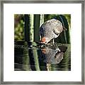 Gambel's Quail Male Framed Print