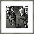 Gambling Horses Framed Print