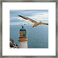 Gannets At Bass Rock Lighthouse Framed Print
