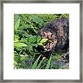 Garden Cat On The Hunt Framed Print
