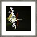 Garden Lily Framed Print