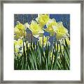 Garden Of Daffodils Framed Print