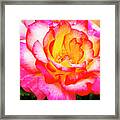 Garden Rose Beauty Framed Print