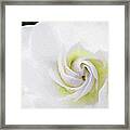 Gardenia Swirl Framed Print