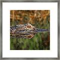 Gator Close-up Framed Print