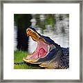 Gator Gullet Framed Print