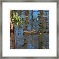 Gator In Cypress Lake 3 Framed Print